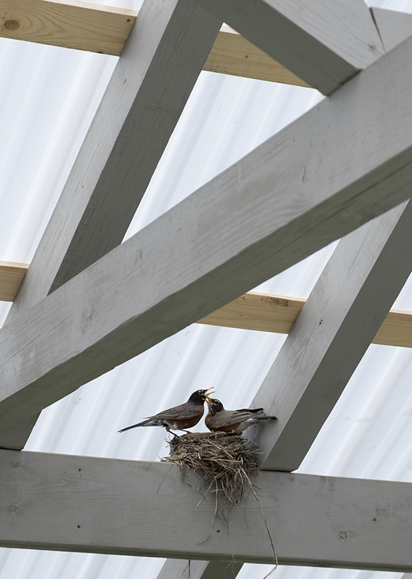 image from https://s3.amazonaws.com/feather-client-files-aviary-prod-us-east-1/2017-05-19/f714a607-2dd6-49dc-8834-78d6596a4d34.png