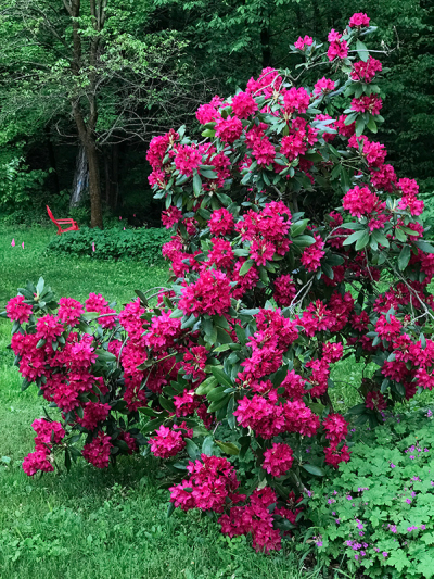 Magenta plant-small