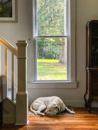Butters at the window
