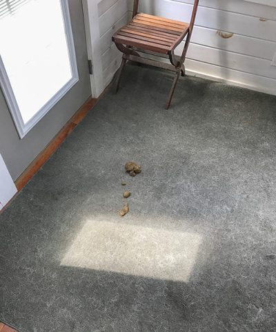 Bad dog