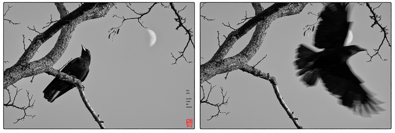 BW Muus