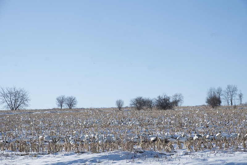 Snowy field small