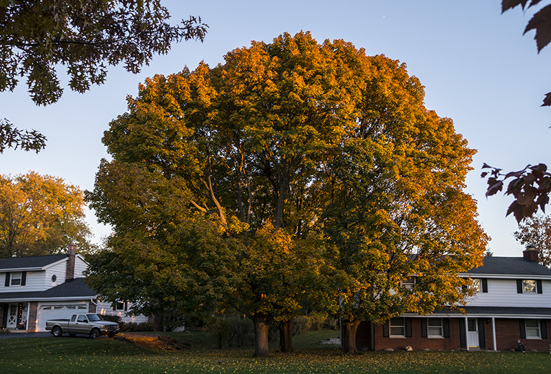 Sunlittree-small