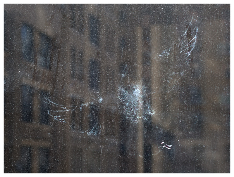 Bird_Impression3_800
