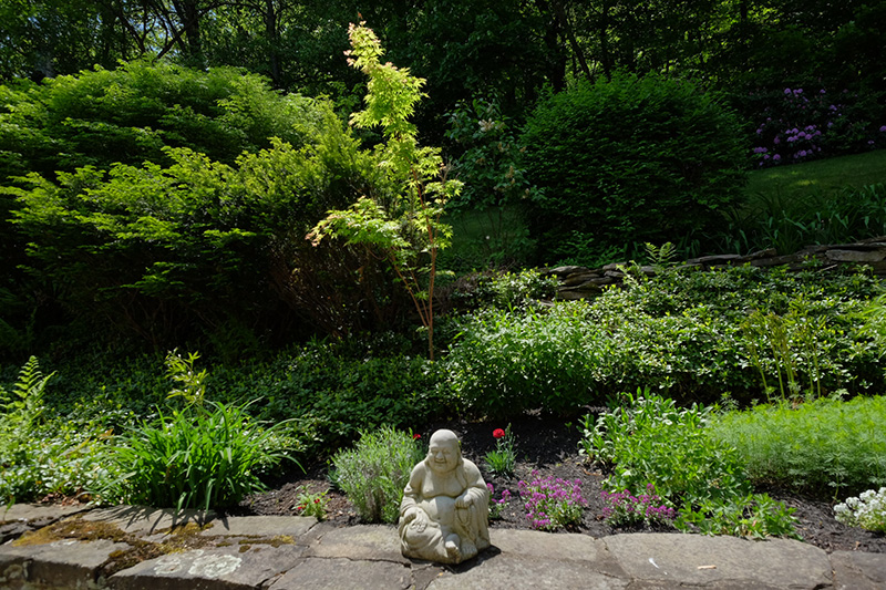 Buddhaandmaple