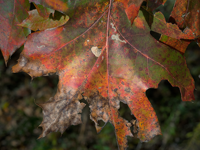 Browning Oak Leaf-800
