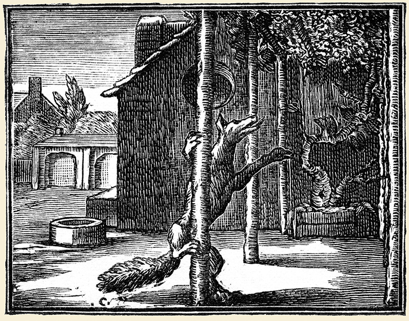 Fox-and-grapes
