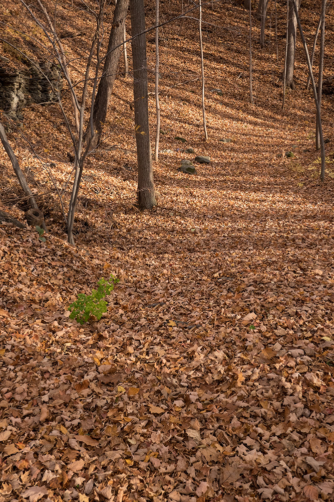 Leaves-small