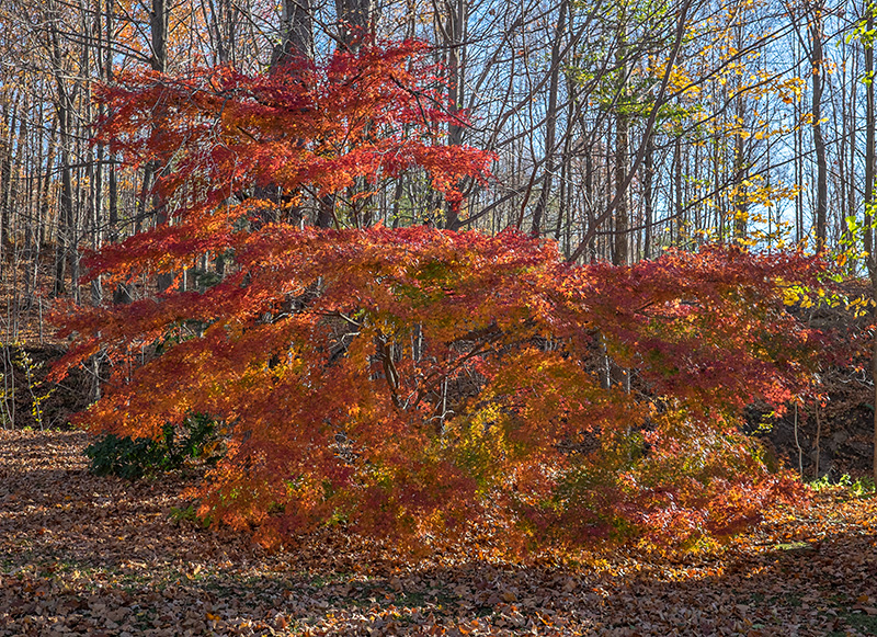 Japanese-maple-small