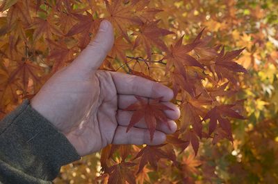 Japanese-maple-2