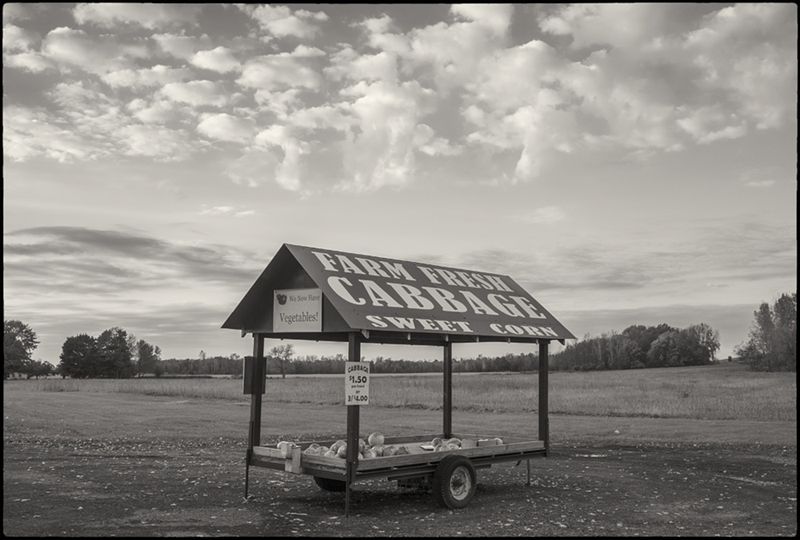 Cabbage-BW-small
