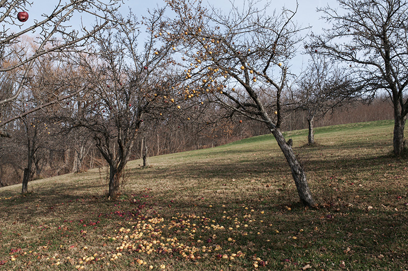Orchard