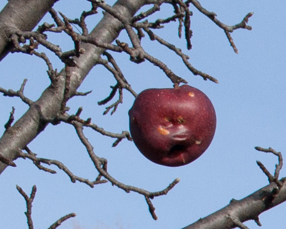 Orchard-detail