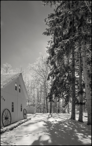 Icetrees-BW-1-small