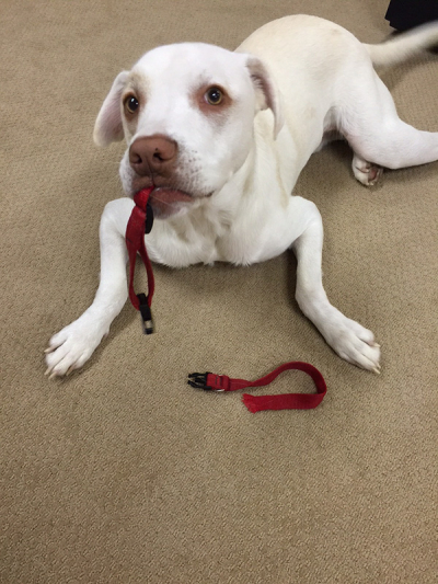 Butters-collar-small