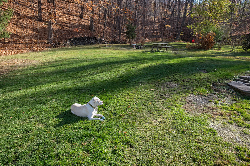 Yard