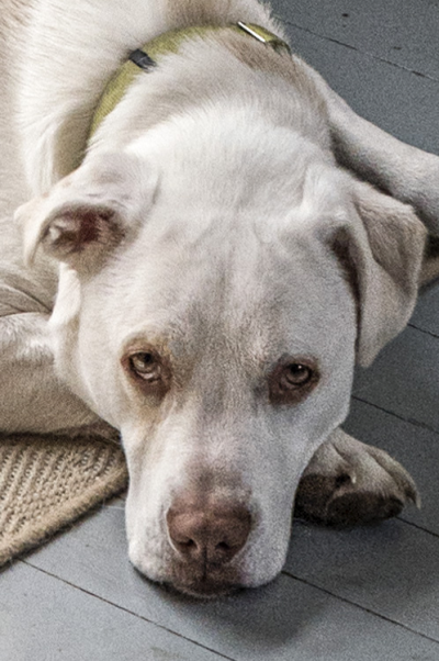 Dogbertdetail-small
