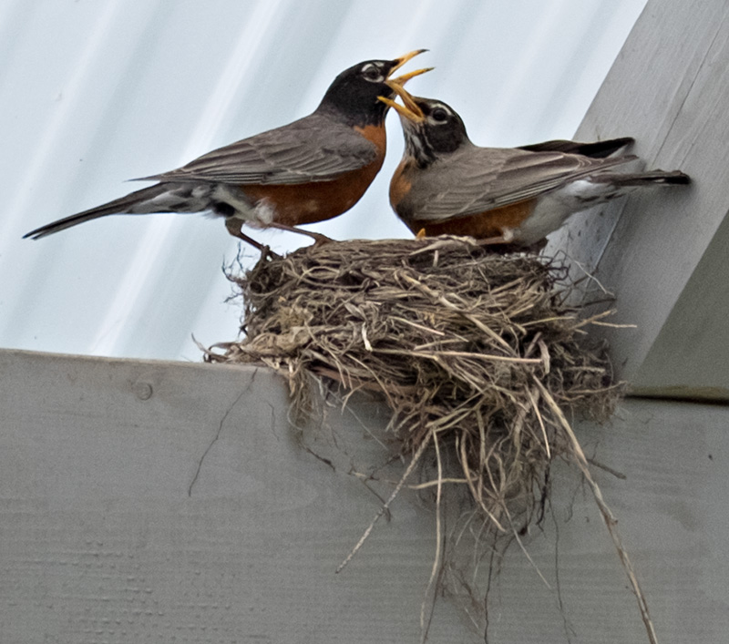 Robins-detail-small