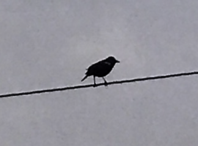 image from https://s3.amazonaws.com/feather-client-files-aviary-prod-us-east-1/2017-05-26/cdb585f0-7866-4fc1-86ed-fd8903200cae.png