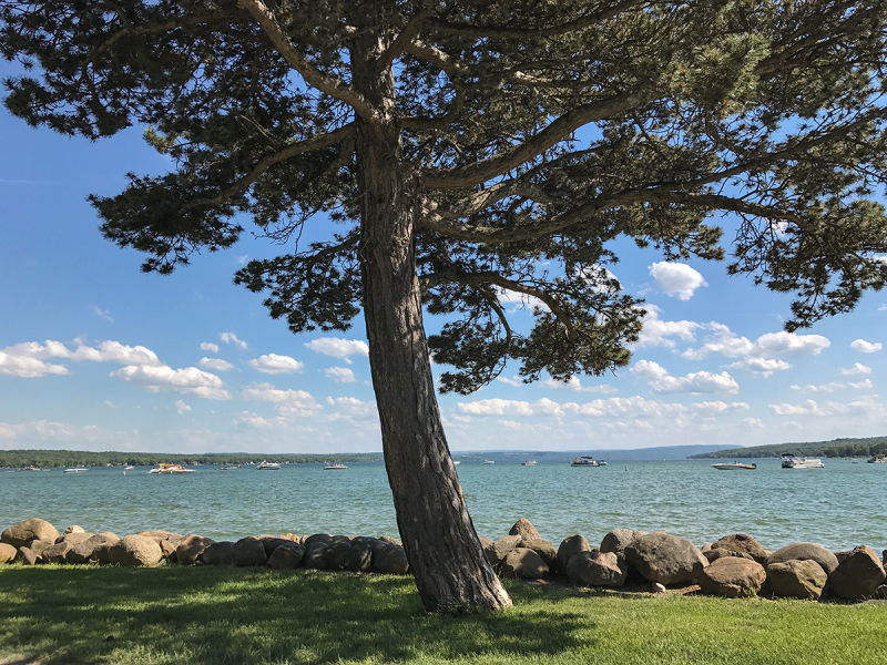 Pineconetree-small
