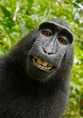 Slatersmacaque