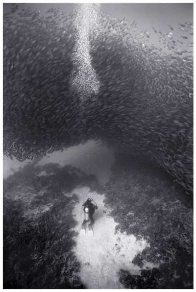 Wayne levin