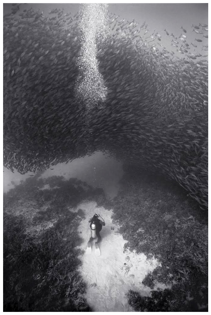 Wayne levin
