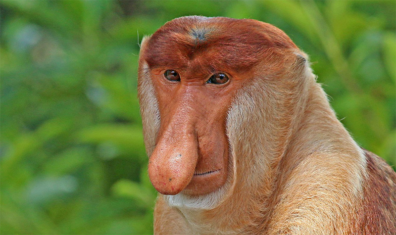 Proboscis monkey