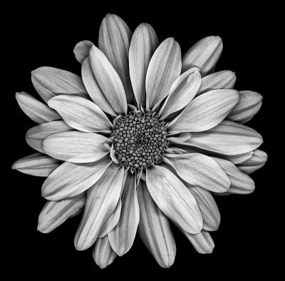 BW Bagno Joe's Flower