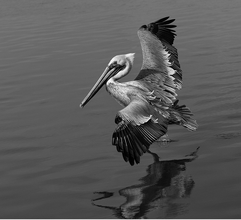 BW Housley Pelican Fly Series 2