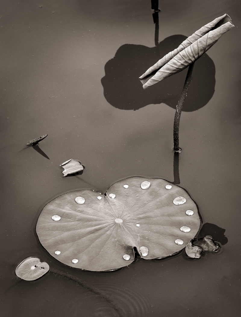 BW Wolpov