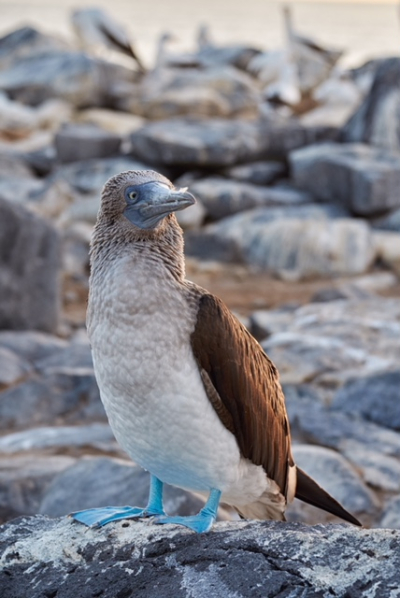 Brown Blue Booby