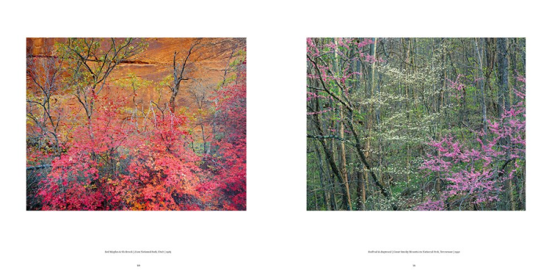 WittigForest Neill