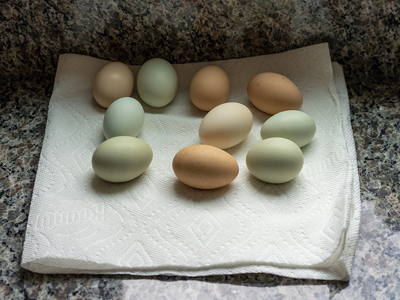 Dave Standish's Eggs