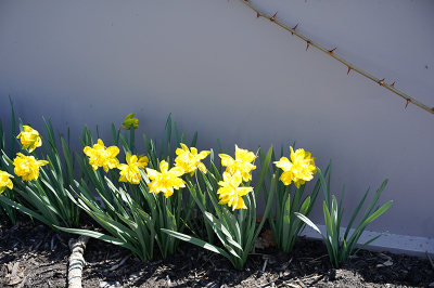 Flowers full