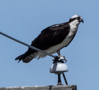 Bird-detail