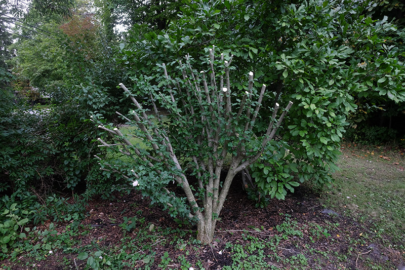 Rose of Sharon 5