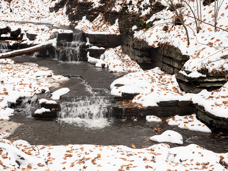 Leaves on snow