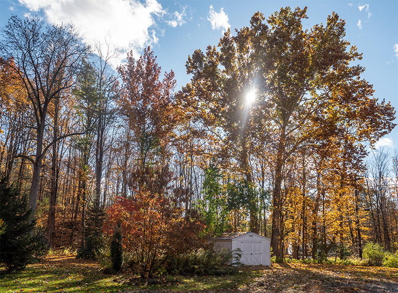 Sycamores