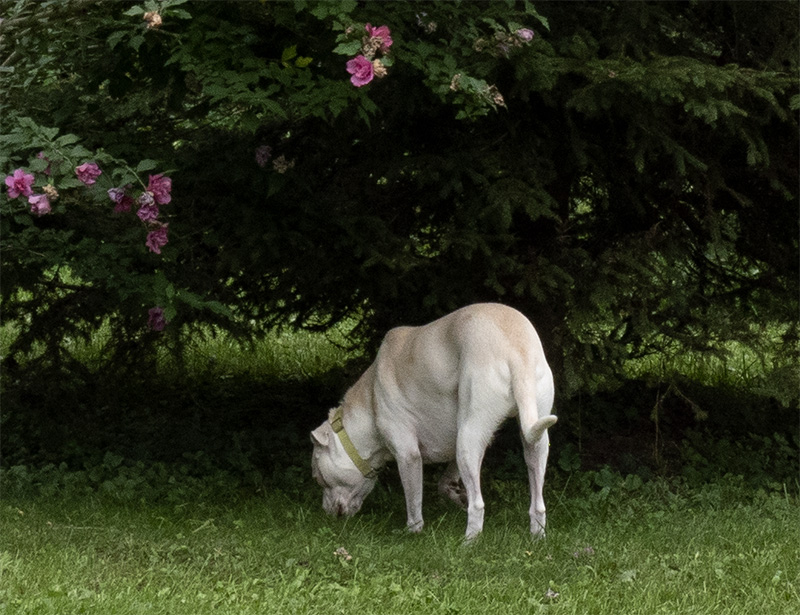 Butters grazing-detail