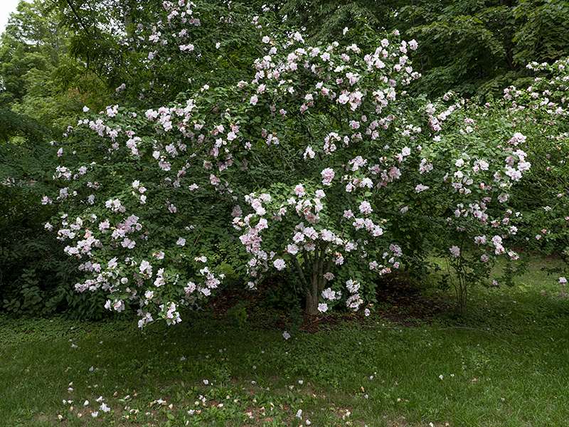 Rose of sharon 2-small
