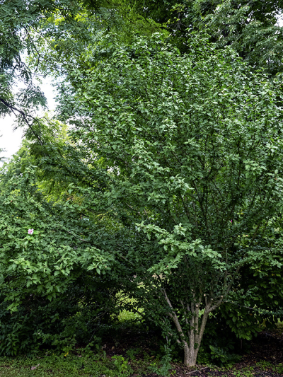 Rose of sharon-small-3