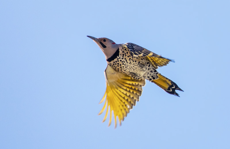 image from https://s3.amazonaws.com/feather-client-files-aviary-prod-us-east-1/2018-06-23/a5065963-eadb-460e-b9d6-a9caee9da54e.png
