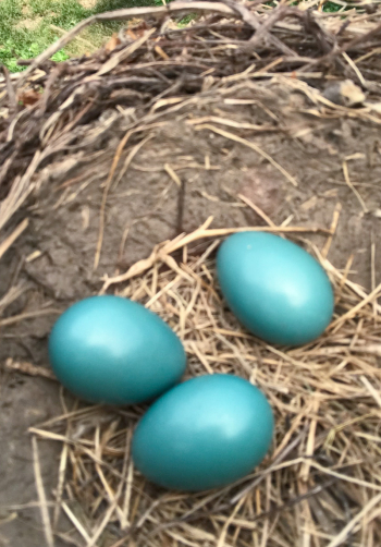 Abandoned eggs