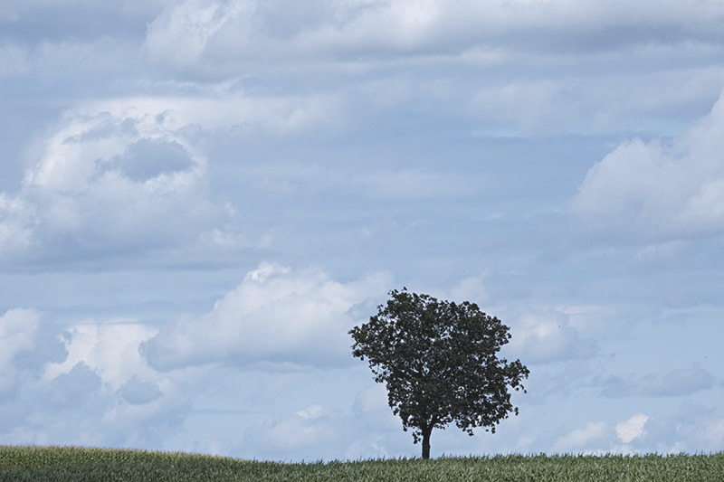 Lone tree-small