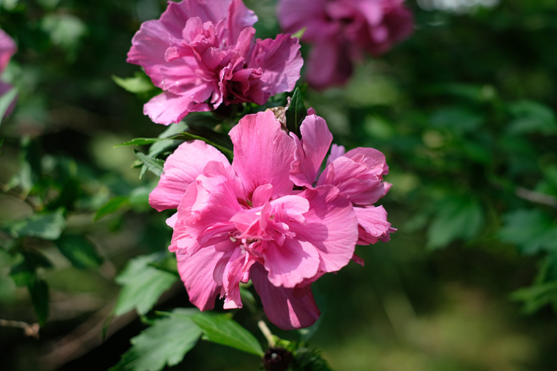 3514-bokeh-2