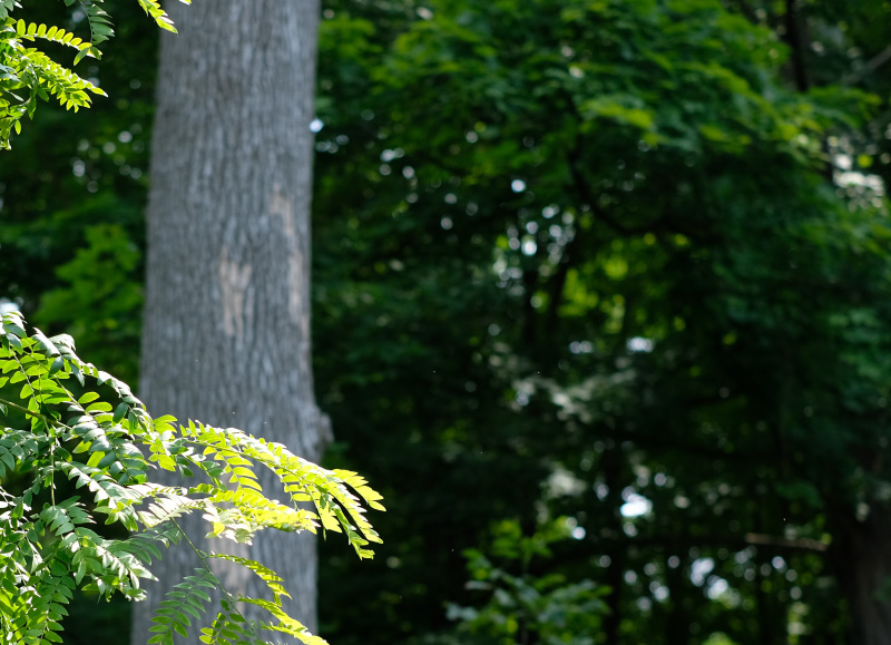 3514-bokeh-1