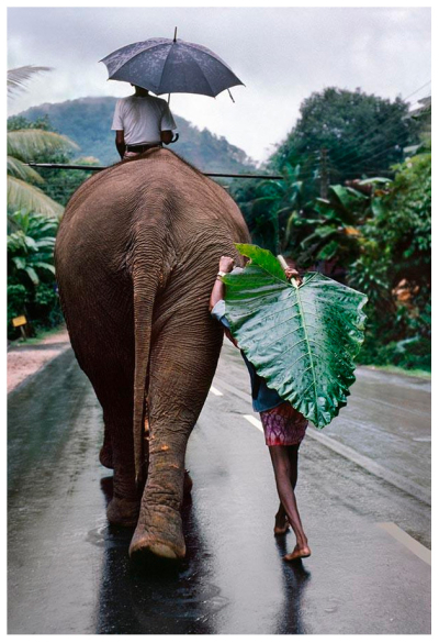 McCurry sale