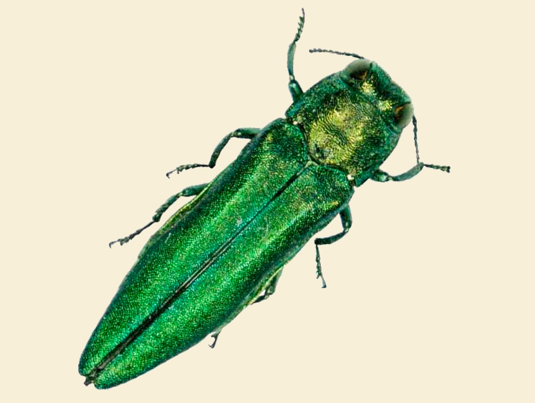 Emerald ash borer Emerald ash borer