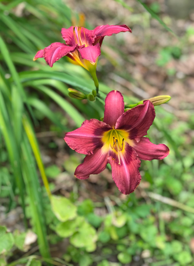 Fleurs-small